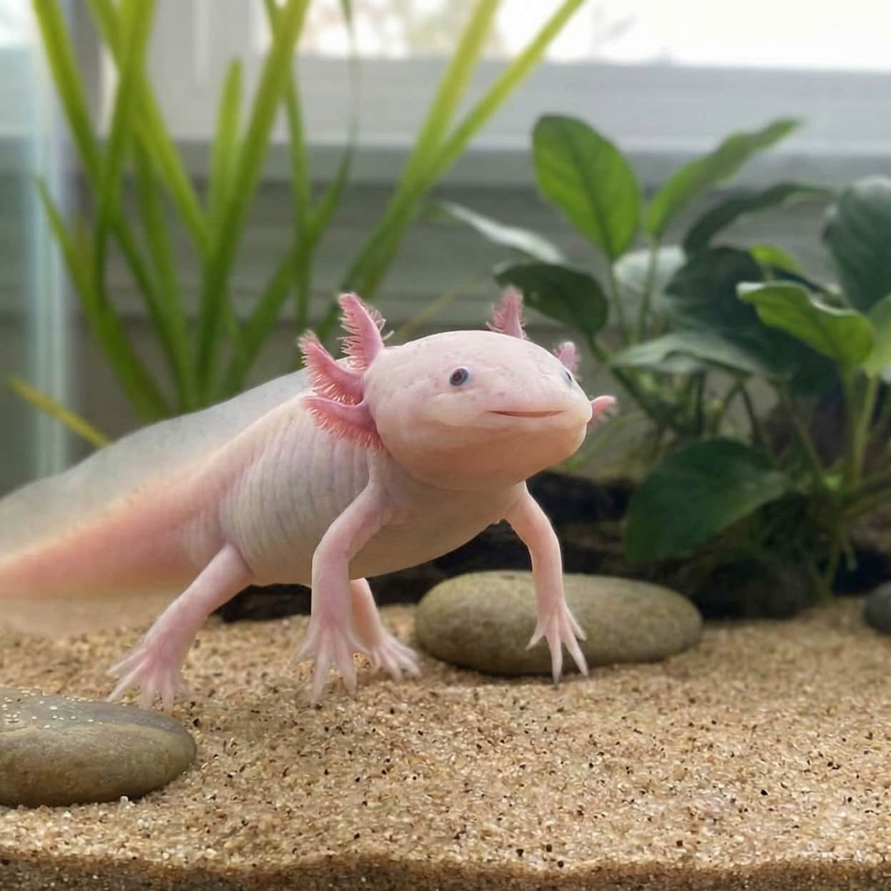 Fishless Cycling an Axolotl Tank (UK Beginner Guide)